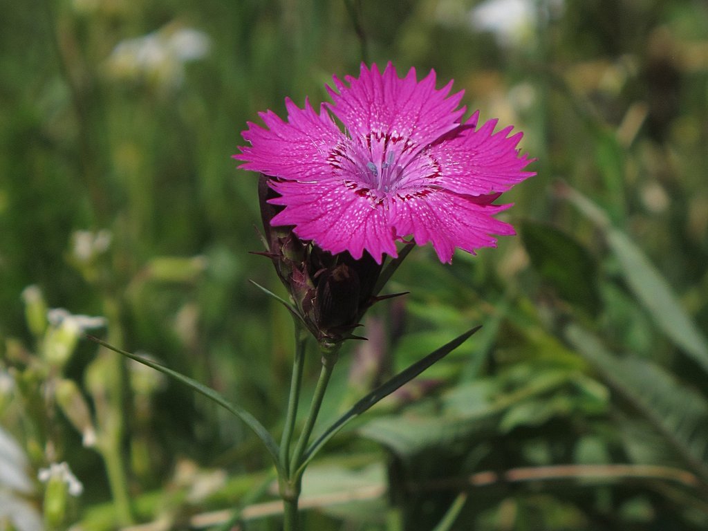 Dianthus seguieri